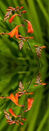 Beautiful orange flowers with water reflectionの写真素材