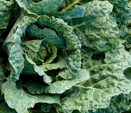 Close up of a cabbage with some rain dropsの写真素材