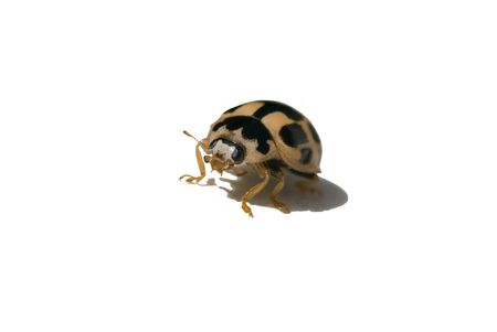 Ladybug isolated on white with casted shadowの写真素材