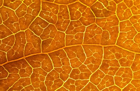 Autumn leaf macro back lit
