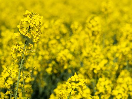 Yellow rapefield closeup at spring