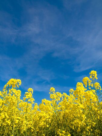 Rapeseed field at spring under blue sky and clouds