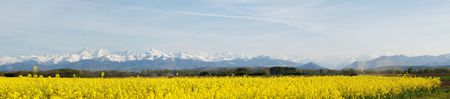 Panoramic landscape of a rapeseed with French Pyrenees mountains in the backgroundの写真素材