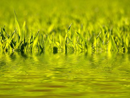 Early spring wheat at sunset with water reflectionの写真素材