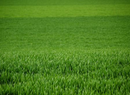 Close up of a fresh green young wheat field at springの写真素材