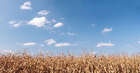 Panoramic view of a  dry corn field under blue sky with cloudsの写真素材