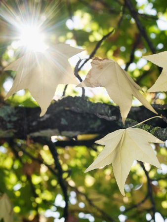 Sweetgum tree at fall with sparkling sunの写真素材