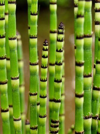 Closeup of black and green striped plant stemsの写真素材