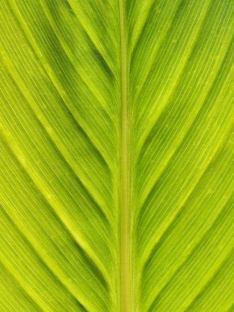 Macro of a green leaf against the sunの写真素材