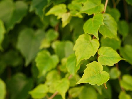 Closeup of a green ivy with shallow depth of field