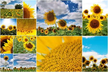 Collage of several colorful  sunflower pictures with white borderの写真素材