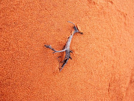 Closeup of a small dry branch buried in the sandの写真素材