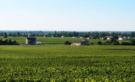 Vineyard in the village of Saint Emilion in Franceの写真素材