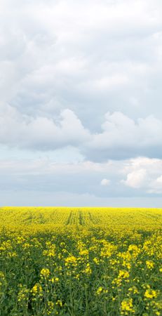 Vertical panoramic view of a rapeseed field at spring under cloudy skyの写真素材
