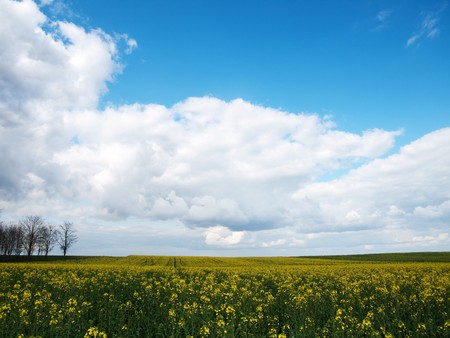 Beautiful rapeseed field under blue sky with trees in Franceの写真素材