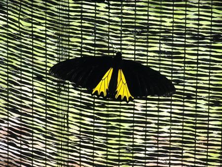Yellow tropical butterfly in Malaysia Rajah Brooke resting on a fenceの写真素材