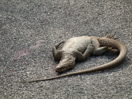 Dead iguanaの写真素材