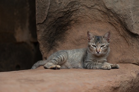 cute cat resting in an Angkorian templeの写真素材