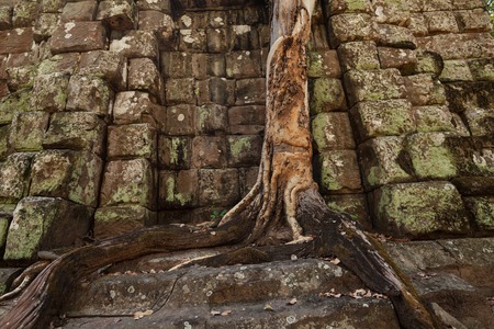 Tree growing on a prasat linga temple in Koh ker lost city from the 10th centuryの写真素材