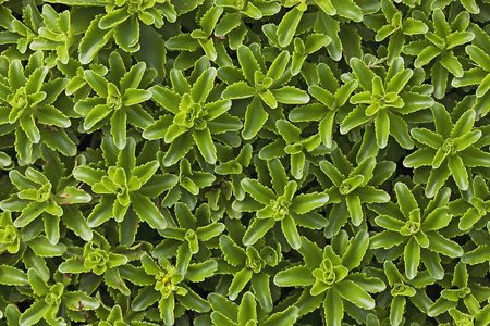 Green background from plants in the afternoon の写真素材