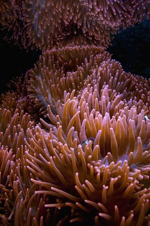  Red anemone tentacles in aquarium. Underwater scenic.の写真素材