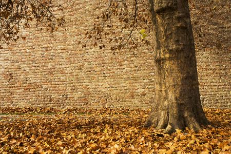 An outdoor autumn scene with brick wall and leafsの写真素材