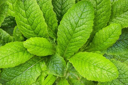 Closeup of fresh plant leaves from above.の写真素材