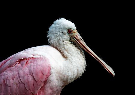 close up photograph of a roseate spoonbill's head の写真素材