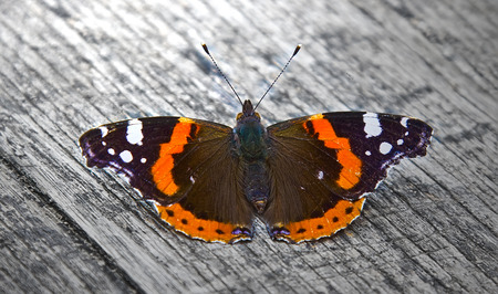 Colorful butterfly on a wooden table surface の写真素材