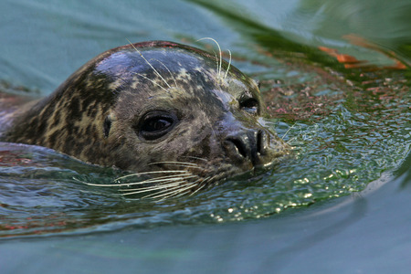 Head of harbor seal over the water の写真素材