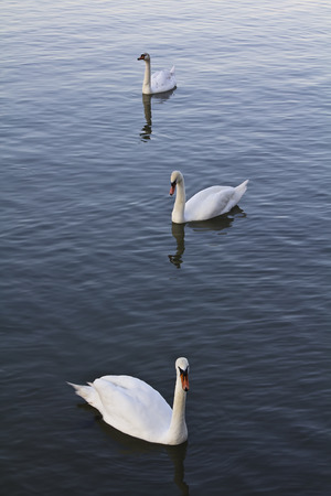 Group of swanson the river at sunset の写真素材