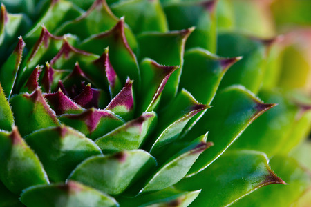 Close up view on the succulent leaves of the plant