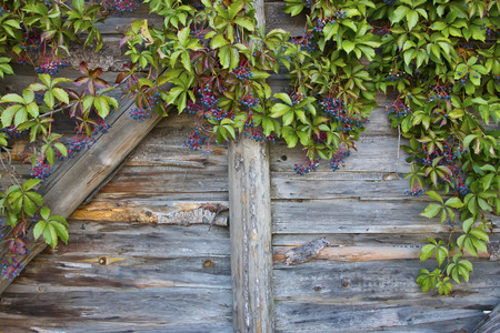 Virginia creeper on the  rustic wooden wall.の写真素材
