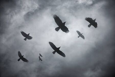Flock of ravens  in flight across the dynamic sky. Black birds as a symbol of danger and uncertainty.の写真素材