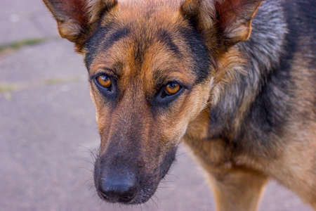 A big homeless dog with sad eyes asks for food.の写真素材