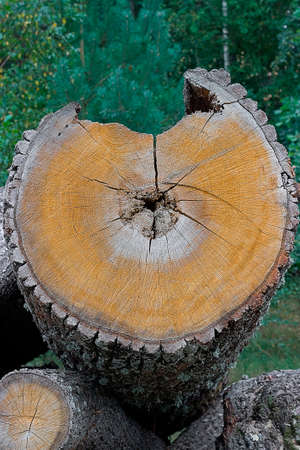 An old large dry sawn tree with cracks