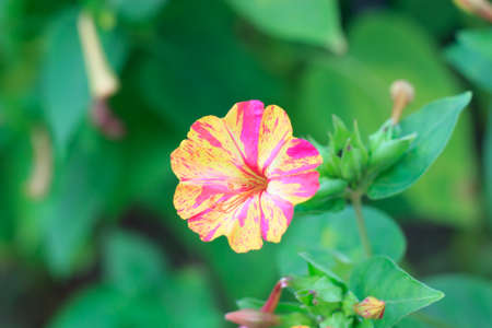 A two-tone flower that grows in a summer garden