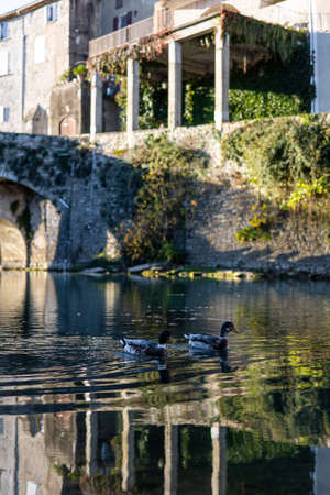 Mallards on the Vidourle River in Sauve (Occitanie, France)の写真素材