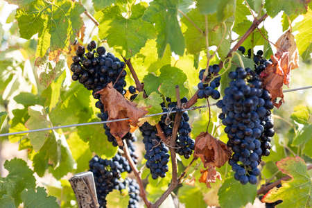 Close-up on a bunch of red grapes ready for harvest in the vineyard of Saint-Saturnin-de-Lucian...