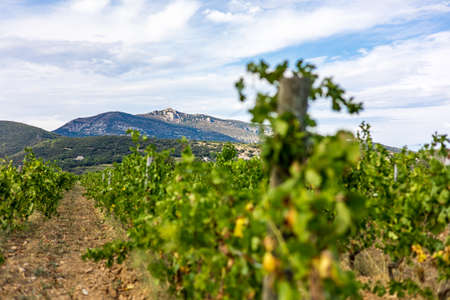 View of the Saint-Saturnin-de-Lucian vineyard dominated by Mont Saint-Baudille (Occitanie, France)の写真素材