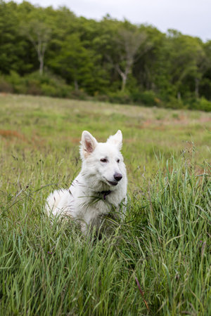 Swiss Shepherd dog having fun in a field in Normandyの写真素材