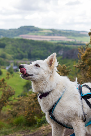 Swiss Shepherd dog having fun in a field in Normandyの写真素材