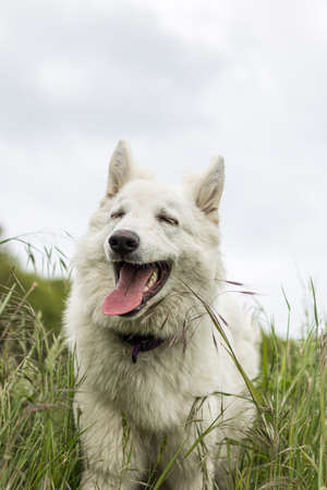 Swiss Shepherd dog having fun in a field in Normandyの写真素材