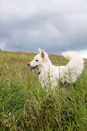 Swiss Shepherd dog having fun in a field in Normandyの写真素材