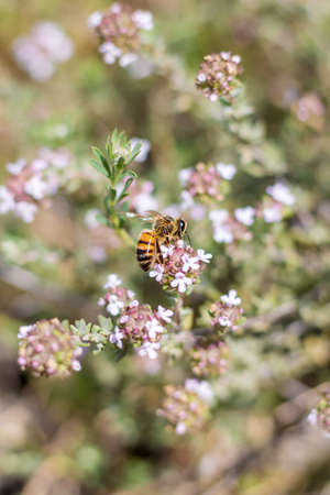 Bee foraging a flowering thyme plant in the scrubland in spring (Teyran, Occitanie, France)