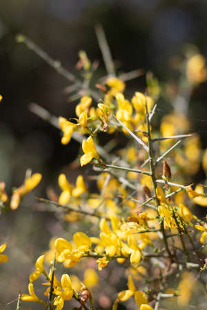 Close-up of yellow flowers of a broom (Syringa vulgaris)