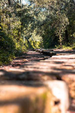 A vertical shot of a pathway in the forest with trees in the backgroundの写真素材