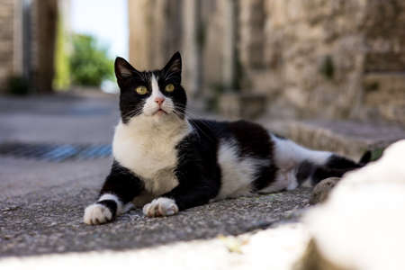 Black and white stray cat in the medieval alleys of VÃ©zÃ©nobres (Occitanie, France)の写真素材