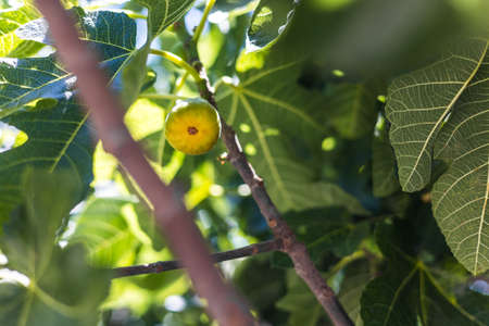 Fig tree in the medieval streets of VÃ©zÃ©nobres, the local specialty (Occitanie, France)の写真素材
