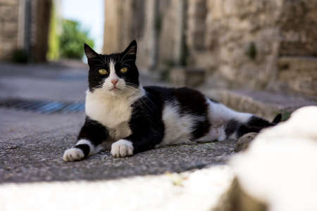 Black and white stray cat in the medieval alleys of VÃ©zÃ©nobres (Occitanie, France)の写真素材